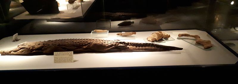 Día 4: Museo de la momificación - Faraónico Egipto (5)
