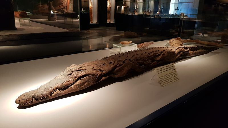 Día 4: Museo de la momificación - Faraónico Egipto (6)