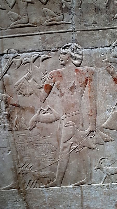 Día 13. Sakkara y resto del día - Faraónico Egipto (34)