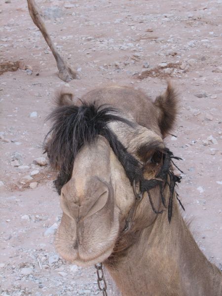 PETRA - Jordania en 2009, en Ramadán. (27)