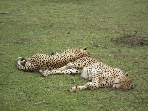 Por fin Kenia - Blogs de Kenia - MASAI MARA (5)