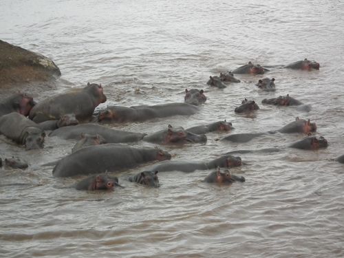 Por fin Kenia - Blogs de Kenia - MASAI MARA (17)