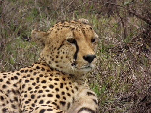 Por fin Kenia - Blogs de Kenia - MASAI MARA (21)