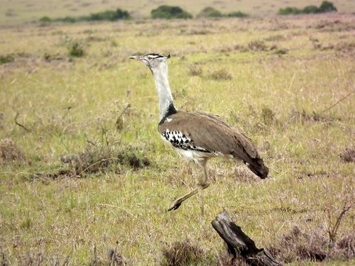 Por fin Kenia - Blogs de Kenia - MASAI MARA (23)