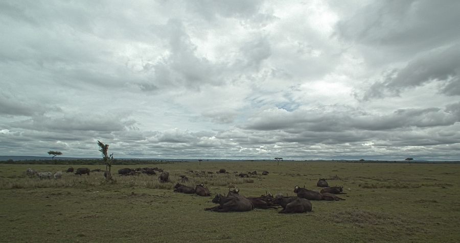 Por fin Kenia - Blogs de Kenia - MASAI MARA (25)