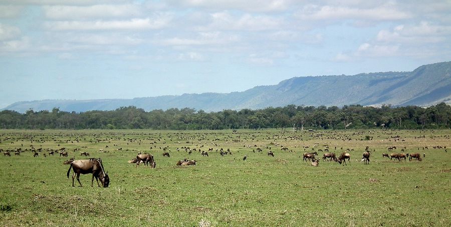 Por fin Kenia - Blogs de Kenia - MASAI MARA (39)