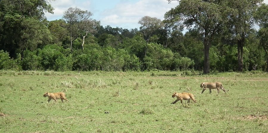 Por fin Kenia - Blogs de Kenia - MASAI MARA (40)