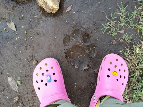 Por fin Kenia - Blogs de Kenia - MASAI MARA (44)