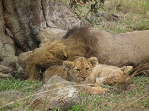 Por fin Kenia - Blogs de Kenia - MASAI MARA (48)