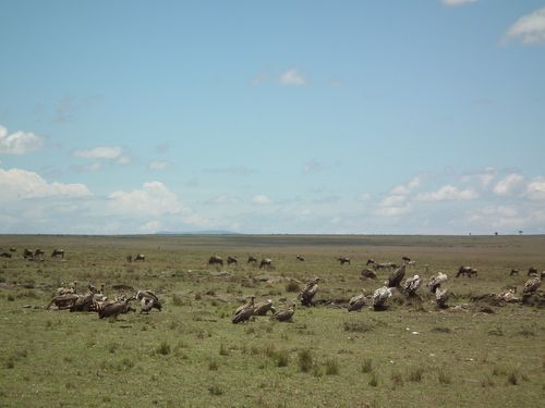 Por fin Kenia - Blogs de Kenia - MASAI MARA (49)