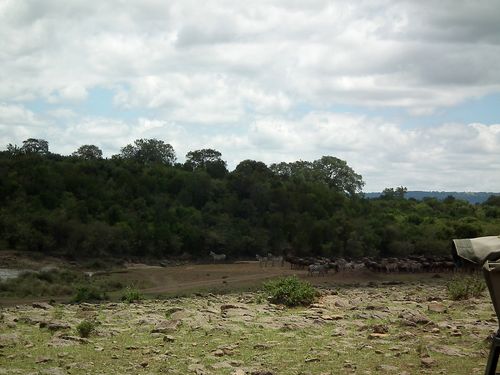 Por fin Kenia - Blogs de Kenia - MASAI MARA (50)