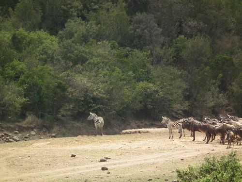Por fin Kenia - Blogs de Kenia - MASAI MARA (51)