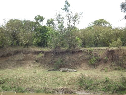 Por fin Kenia - Blogs de Kenia - MASAI MARA (53)
