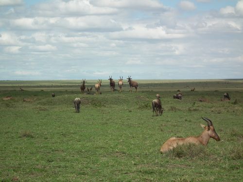 Por fin Kenia - Blogs de Kenia - MASAI MARA (56)