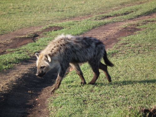Por fin Kenia - Blogs de Kenia - MASAI MARA (57)