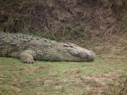 Por fin Kenia - Blogs de Kenia - MASAI MARA (54)