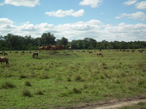 Por fin Kenia - Blogs de Kenia - MASAI MARA (55)