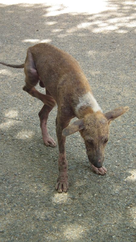 Myanmar. Hay que ir. - Blogs de Myanmar - Mandalay y otras ciudades imperiales. (35)