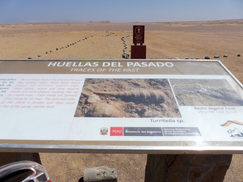 Perú sin prisas - Blogs de Peru - Paracas. Entre el desierto y el océano. (7)