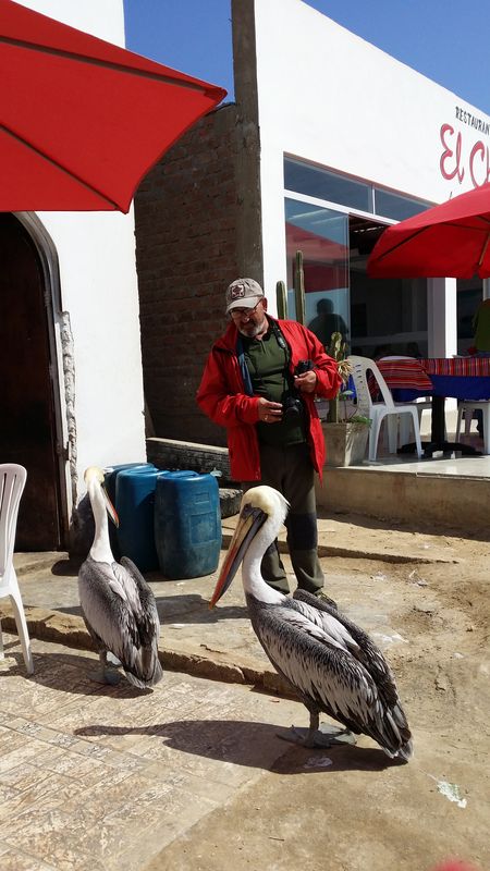 Perú sin prisas - Blogs de Peru - Paracas. Entre el desierto y el océano. (30)