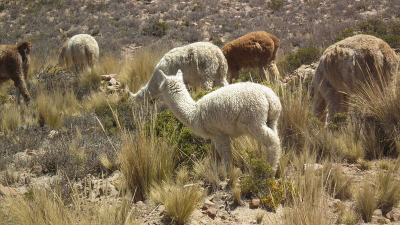Valle del Colca, el reino del cóndor. - Perú sin prisas (13)