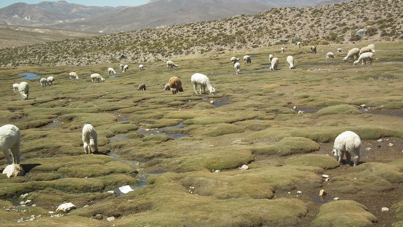 Valle del Colca, el reino del cóndor. - Perú sin prisas (17)