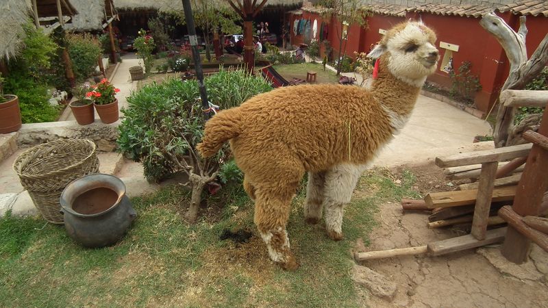 Cuzco, curiosidades cercanas. - Perú sin prisas (31)