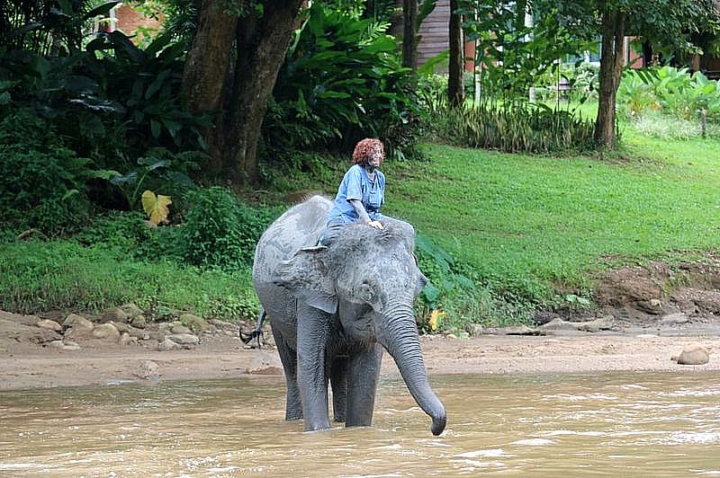 TIGRES Y ELEFANTES - Tailandia. Septiembre 2015. Nuestro segundo viaje (40)